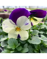 Pensée Viola Ultima radiance violet picot