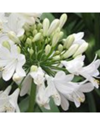 Agapanthe Africanus Silver Baby