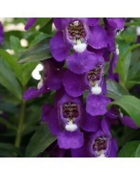Angelonia Angustifolia Aria Alta Purple