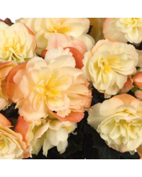 Begonia I'Conia Aroma Peach