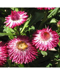 Bracteantha Mohave Dark Rose