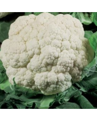Chou Fleur Romanesco Veronica