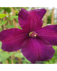 Clematites Boulevard Ayako Violet Foncé