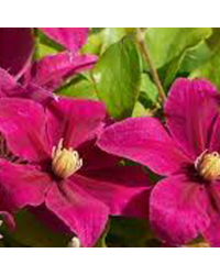 Clematites Boulevard Daiyu Magenta Foncé