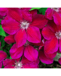 Clematites Boulevard Nubia Rouge