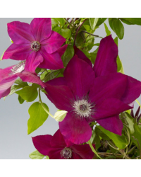 Clematites Garland Hisako Rose Foncé