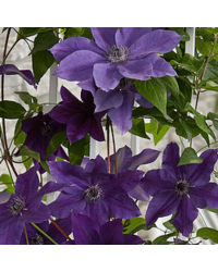 Clematites Garland Masa Pourpre