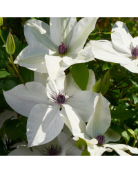 Clematites Garland Tsukiko Blanc