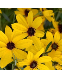 Coreopsis Verticillata Imperial Sun