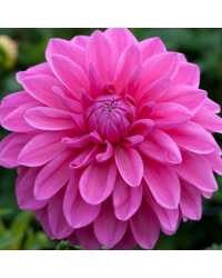 Dahlia Aperto Blush