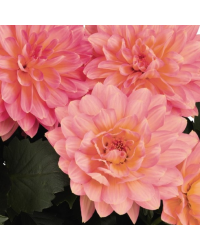 Dahlia Dahlinova Merida