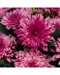 Dahlia Hypnotia Electric Pink