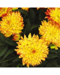 Dahlia Hypnotica Icarus