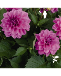 Dahlia Hypnotica Lavender