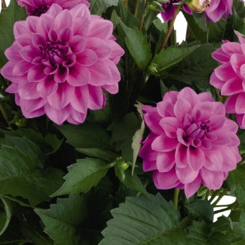 Dahlia Hypnotica Lavender