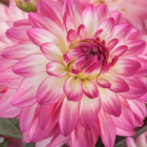 Dahlia Sincerity Rose Bicolor
