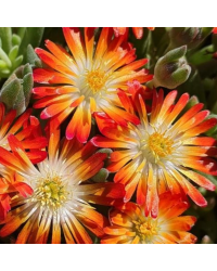 Ficoide Delosperma Lido Orange With Eye