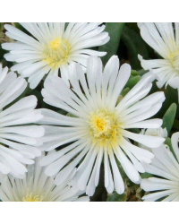 Ficoide Delosperma Lido White