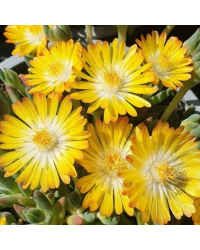 Ficoide Delosperma Lido Yellow With Eye