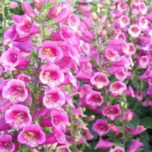 Digitale Purpurea Castor Rose