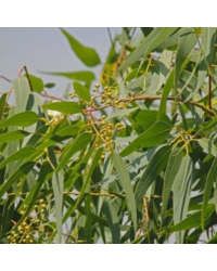 Eucalyptus Citriodora Lemon Bush