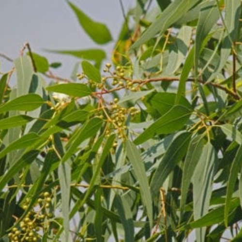 Eucalyptus Citriodora Lemon Bush