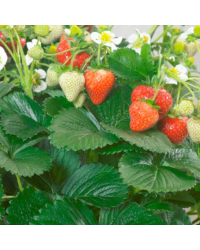 Fragaria Ananassa Delizz
