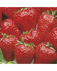 Fraisiers Maestro