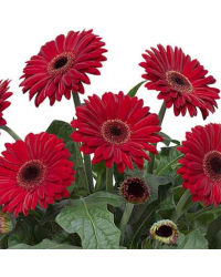 Gerbera Patio Sedona