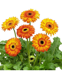 Gerbera Patio Volcanoes