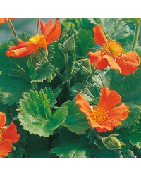 Geum Coccineum Orange Queen