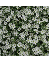 Gypsophila Muralix Gypsy White