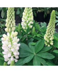 Lupin Polyphyllus Lipini White