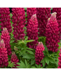 Lupin Polyphyllus Lupini Red
