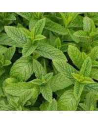 Mentha Spicata Casablanca