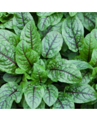 Oseille Sanguine Red Stripe