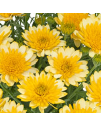 Osteo Summersmile Dble Golden