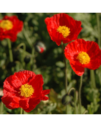 Papaver Nudicaule Spring Fever