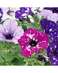 Petunia Parade Melange Etoile