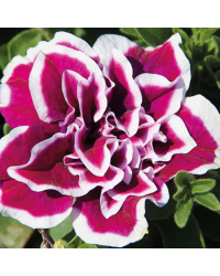 Petunia Sweetsunshine Magenta Picotee