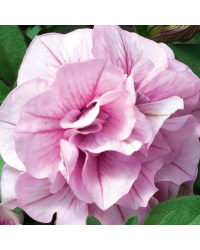 Petunia Sweetsunshine Pink Purple Vein