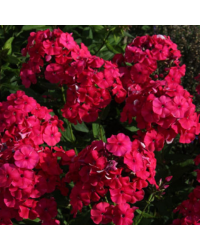 Phlox X Paniculata Adessa Special Fire