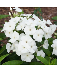 Phlox X Paniculata Adessa White