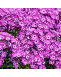 Phlox X Paniculata Laura