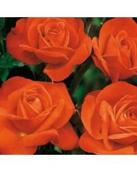 Rosier Castle Lublin Orange Vif
