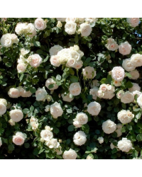 Rosier Castle Prague Blanc Pure Fleur Double