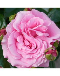 Rosier Palace Bogor Rose Clair