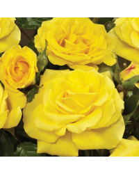 Rosier Palace Ciragan Jaune Vif