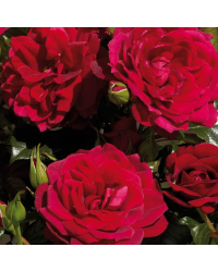 Rosier Palace Patras Rouge