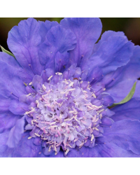 Scabieuse Caucasica Fama Deep Blue